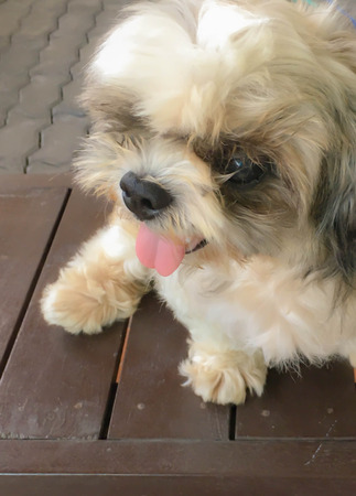 a little dog waiting for the foodの写真素材