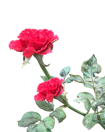 isolated of hybrid cherry blossom in the gardenの写真素材