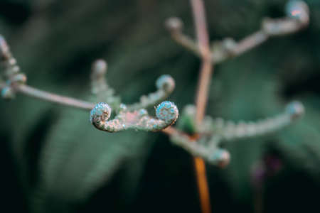Frost on flower in the morningの写真素材