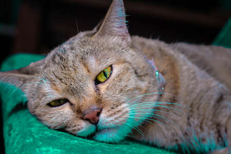 Lazy sleepy cat