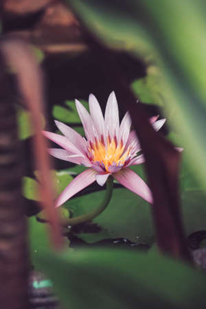 Lotus flower in lotus pondの写真素材