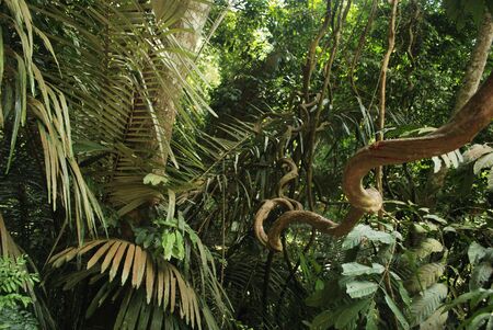 natural curl of malaysian rain forestの写真素材