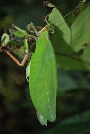 wild insectの写真素材