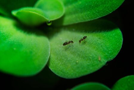 insect communicateの写真素材