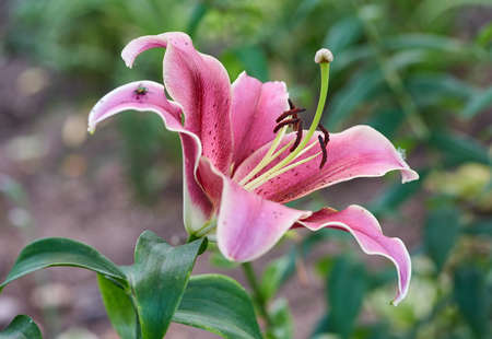Daylily Flower in the Gardenの写真素材