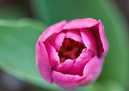 Tulip Flower in the Gardenの写真素材
