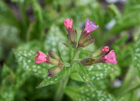 Lungwort Flower in the Gardenの写真素材