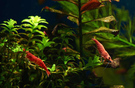 Red Shrimp in Freshwater Aquariumの写真素材