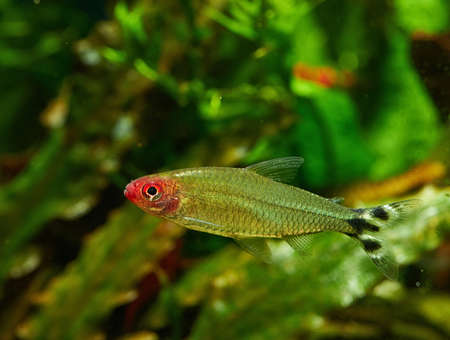 Hemigrammus Rhodostomus in Freshwater Aquariumの写真素材