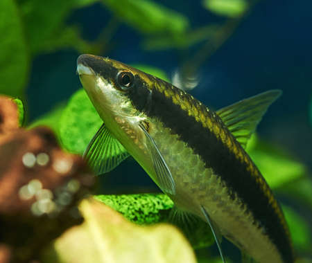 Siamese Algae Eater in Freshwater Aquariumの写真素材