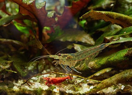 Shrimps in Freshwater Aquariumの写真素材