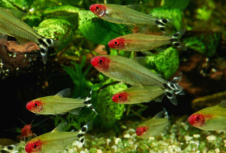 Hemigrammus Rhodostomus in Freshwater Aquariumの写真素材