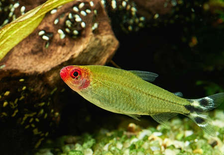 Hemigrammus Rhodostomus in Freshwater Aquariumの写真素材