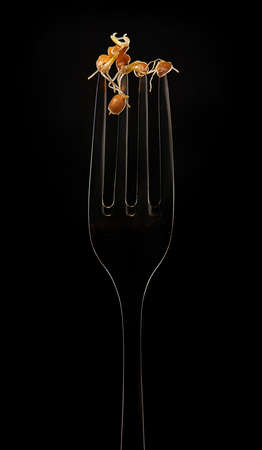 The Fork with Sprouted Wheat on Black Backgroundの写真素材