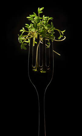 The Fork with Sprig of Cress on Black Backgroundの写真素材