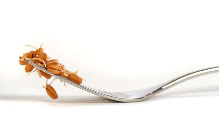 Sprouted Wheat on the Fork on a White Backgroundの写真素材
