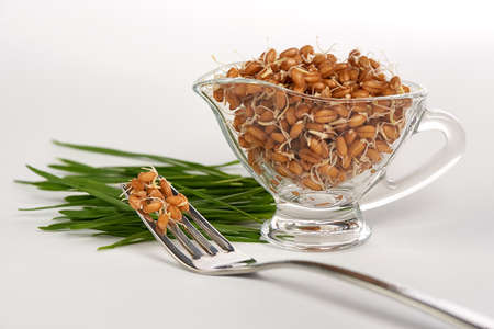 Sprouted Wheat in Glass Saucers on a White Backgroundの写真素材