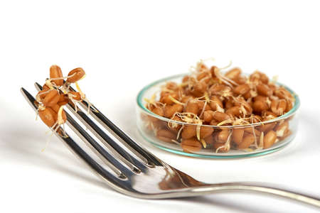 Sprouted Wheat in Petri Dish and Fork on a White Backgroundの写真素材