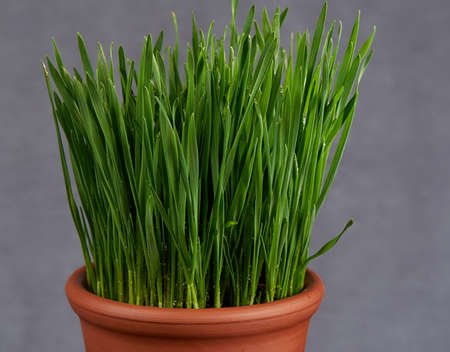 green wheat in the clay pot  on gray backgroundの写真素材