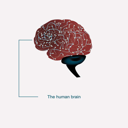 Brain. Background with brain. Brain neurons. The concept of thinking. Human brain. Brain signのイラスト素材