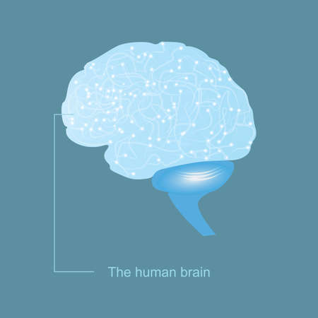 Brain. Background with brain. Brain neurons. The concept of thinking. Human brain. Brain signの写真素材