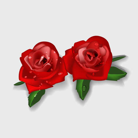 Red rose with dew on white background.のイラスト素材