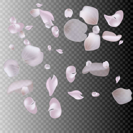 Pink Sakura petals or cherry fly.のイラスト素材