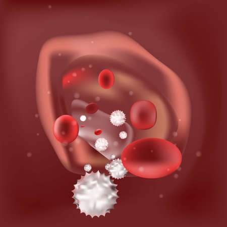 Red blood cells white blood cells flowing through veins.のイラスト素材