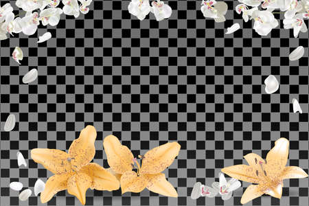 Frame of white and yellow petals isolated on transparent background.のイラスト素材