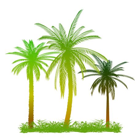 Palms and grass - vectorのイラスト素材
