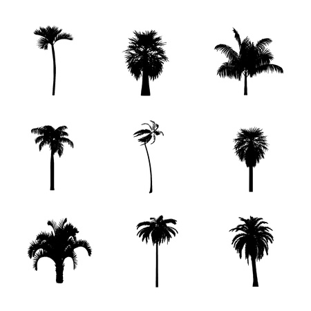 Palms - vectorのイラスト素材