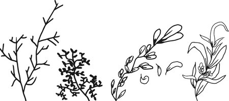 Botanical arts. Hand drawn continuous line drawing of abstract flower, and branch. hand drawing of botanical or flower.のイラスト素材