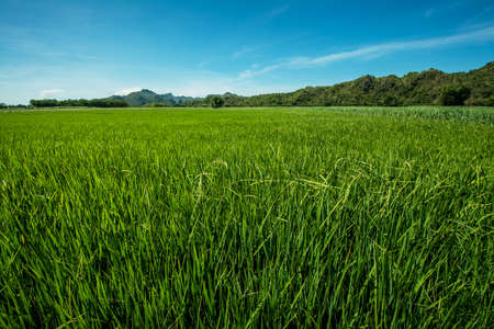 field