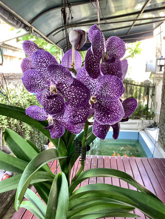 bouquet of orchidsの写真素材
