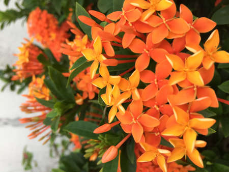 The beauty of the orange flowers.の写真素材