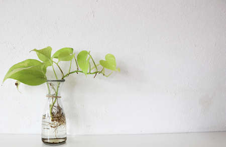 Betel tree in glass vase, whiteの写真素材