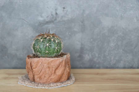 Large flower cactus  Planted in a brown clay pot placed on a wooden table.の写真素材