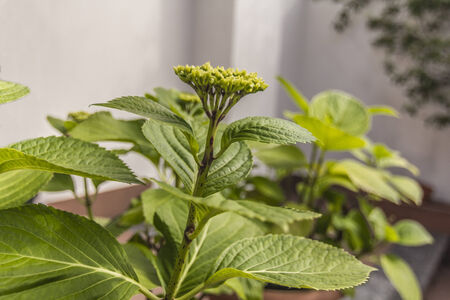 flower with stemの写真素材
