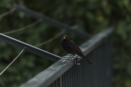 blackbird on a green railingの写真素材