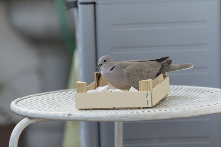 quiet brown dove on iron deskの写真素材