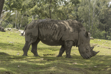 rhino in the natural park under a treeの写真素材