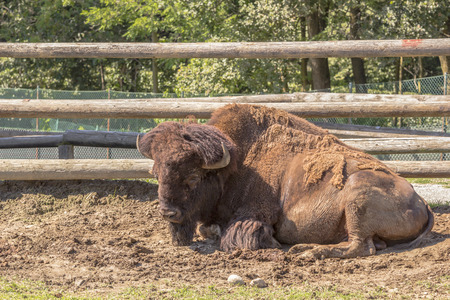 sleeping buffalo in the yardの写真素材