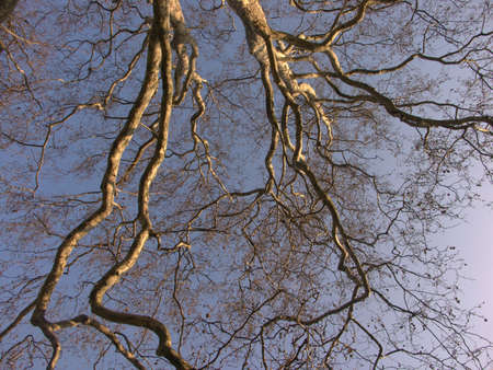 Looking up at St James Park, Londonの写真素材