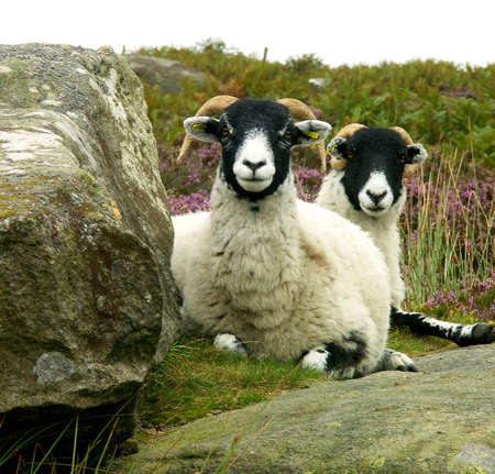 Two rams lounging on rocks in Peak District, Derbyshire, UKの写真素材