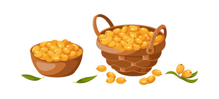 Sea buckthorn berries harvest 2D cartoon objects set. Bowl and basket with organic food flat line vector icons on white backgroundのイラスト素材