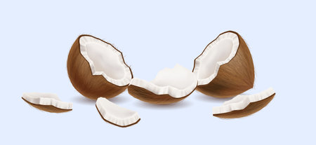 Cracked coconut with sweet pulp realistic vector illustration. Vegan dessert. Tasty exotic nut halves and pieces 3d object on light backgroundのイラスト素材