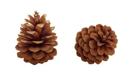 Dry pine-cones from coniferous tree realistic vector icons set. Fir tree cones with seeds and open...