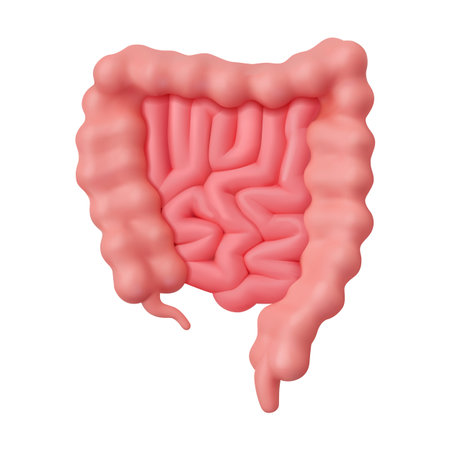 Detailed 3D rendering of human intestines showing the structure of the digestive system. The image highlights the large intestines with realistic details.のイラスト素材