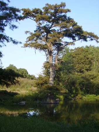 A sunlit tree on a lakeshoreの写真素材