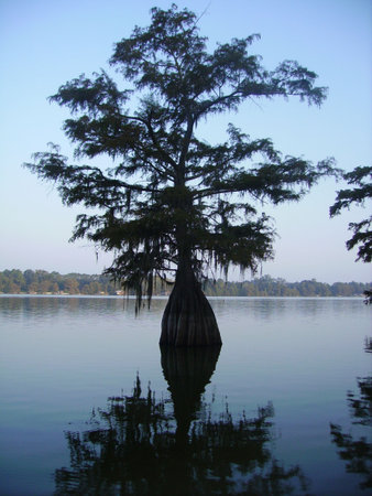 A lonely tree growing out of the waters of Lake Barkley in Louisianaの写真素材